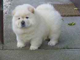 lovely male chow chow puppys